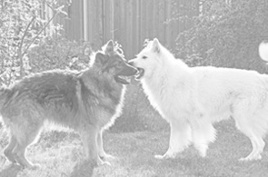 DSC_0016a_.jpg