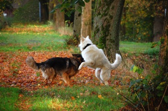 DSC_0038.jpg