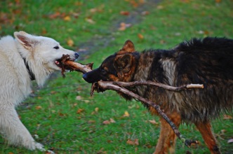DSC_0108 Kopie.jpg